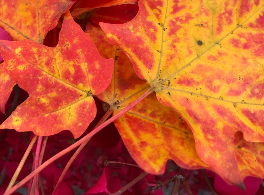 landscape-leaves