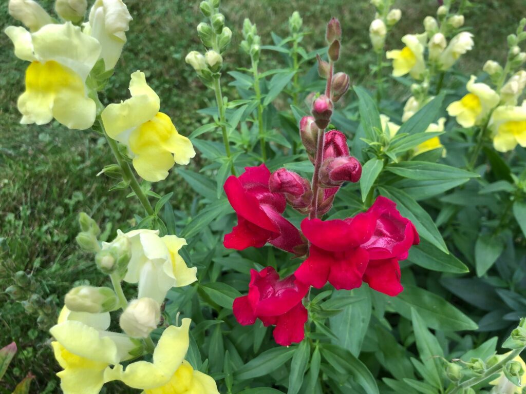 Listening (and Learning from) Our Painful Emotions Through Divorce