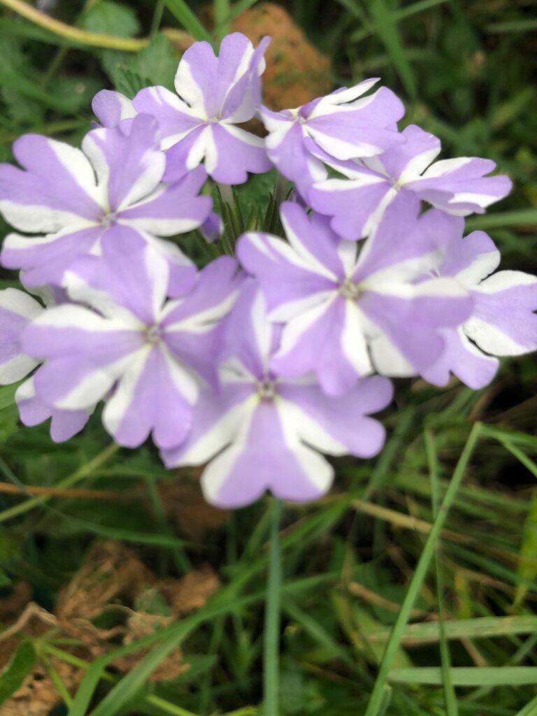 Ministry for Separated and Divorced